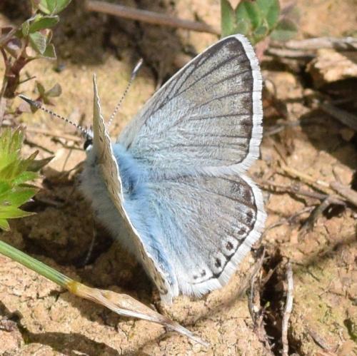 Réf. 330 720 : Polyommatus hispana